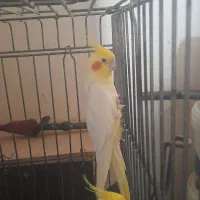 جفت طوطی عروس هلندی|پرنده|فولادشهر, A2|دیوار