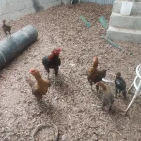 مرغ و  خروس لاری