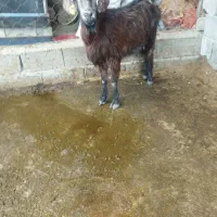 بز جوان دو شکم