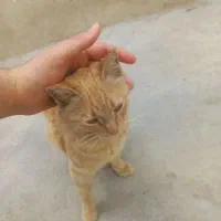 واگذاری گربه