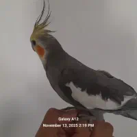 عروس هلندی  طوطی|پرنده|رودهن, |دیوار