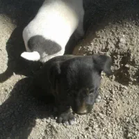 واگزاری سگ|سگ|خرمدره, |دیوار