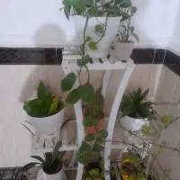 پایه گل سالم