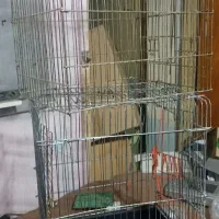قفس عروس هلندی