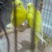 مرغ عشق|پرنده|مسجد سلیمان, |دیوار