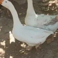 غاز محلی قوغاز|حیوانات مزرعه|تکاب, |دیوار