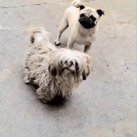 واگذاری سگ شیتزو کرای وپاگ