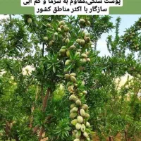 بادام شکوفه|خدمات باغبانی و درختکاری|سنندج, |دیوار