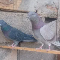 یک جفت نرو ماده دهن خورده|پرنده|سمنان, |دیوار