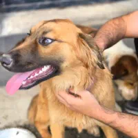 واگذاری سگ نگهبان رایگان|سگ|لاهیجان, لیالستان|دیوار