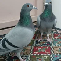 کبوتر پلاکی و سدهی