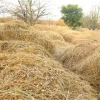 فروش کاه برنج (چلتوک)