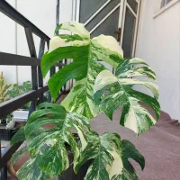 برگ انجیری برگ درشت|گل و گیاه طبیعی|رشت, تازه آباد|دیوار