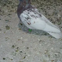 4تا کفتر شهرستانی
