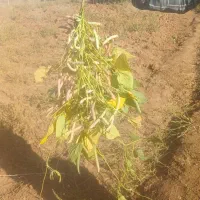 لوبیا قرمز ارگانیک