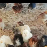 فروش دستگاه  جوجه کشی