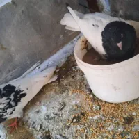 یجفت کله سیاه چشم نوک سفید