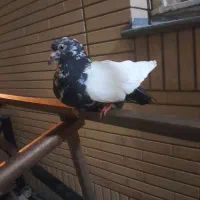 کفتر|پرنده|گلبهار, شهر جدید گلبهار|دیوار