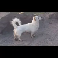 سگ پاکوتاه|سگ|کرمان, |دیوار