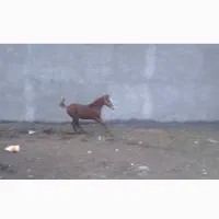 اسب|اسب و تجهیزات اسب‌سواری|شهرکرد, |دیوار