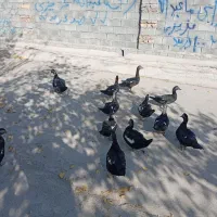 اردک|حیوانات مزرعه|بیستون, |دیوار