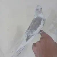 عروس هلندی دستی دستی|پرنده|نجفآباد, صالح آباد|دیوار