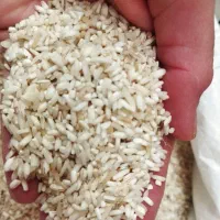 لاشه برنج چمپا|خوردنی و آشامیدنی|رشت, لاکان شهر|دیوار