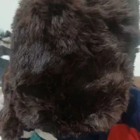 کلاه  خز طبیعی