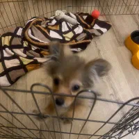 پامرچشم روباهی نر فروشی/لوکیشن عظیمیه|سگ|کرج, عظیمیه|دیوار