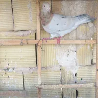 کبوتر فروشی