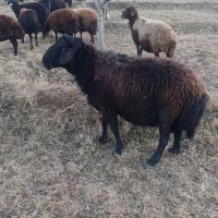 قوچ|حیوانات مزرعه|سلماس, |دیوار