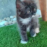 گربه پرشین رنگی|گربه|اهواز, کوی مهدیس|دیوار