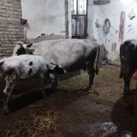 گاو هلشتاین با گوساله 200 کیلویی