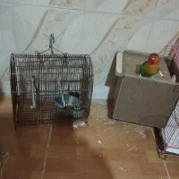 کوتوله برزیلی دستی