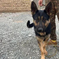 فروش فوری ژرمن ماده|سگ|محمدشهر, عباس آباد|دیوار