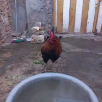 یک خروس بفروش میرسد