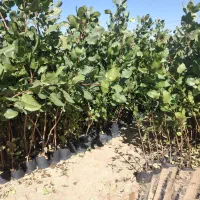 نهال پسته گلدانی ارسال از یزد هست|خدمات باغبانی و درختکاری|سروستان, |دیوار