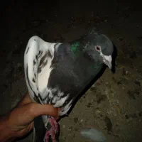 این 4عددکفتر گمشده ب یابنده مژدگانی خوب داده میشود|پرنده|بیجار, |دیوار