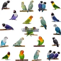 طوطی پیدا شده