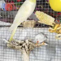 عروس هلندی لوتینو چشم شرابی|پرنده|ایرانشهر, |دیوار