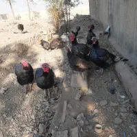 5عدد بوقلمون نر فروشی یا با مرغ هم عوض میکنم