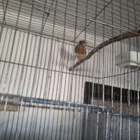 قناری ماده|پرنده|کرمان, |دیوار