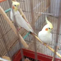 عروس هلندی جفت
