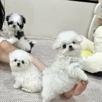 پودل مالتیز سایز ریز