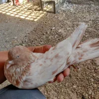 4عددکبوتردوری