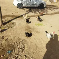 خروس محلی برافروش|حیوانات مزرعه|کوهدشت, |دیوار