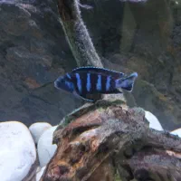 ماهی پرت و دماسونی|ماهی|مشهد, انقلاب|دیوار