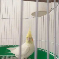 عروس هلندی گم شده