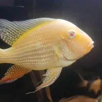 هکلی آلبینو