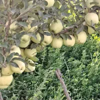 درخت سیب